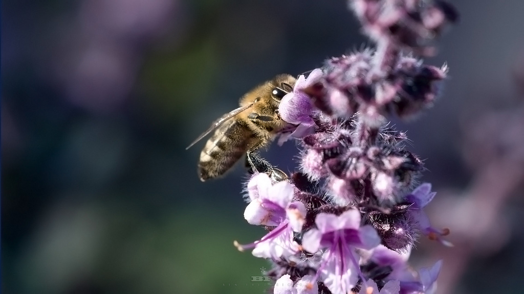 bee